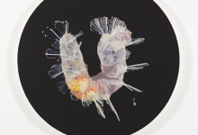 Colleen Wolstenholme, Pelagic Polychaete, 2024