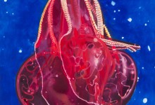 Colleen Wolstenholme, Bloody-Belly Comb Jelly, 2023